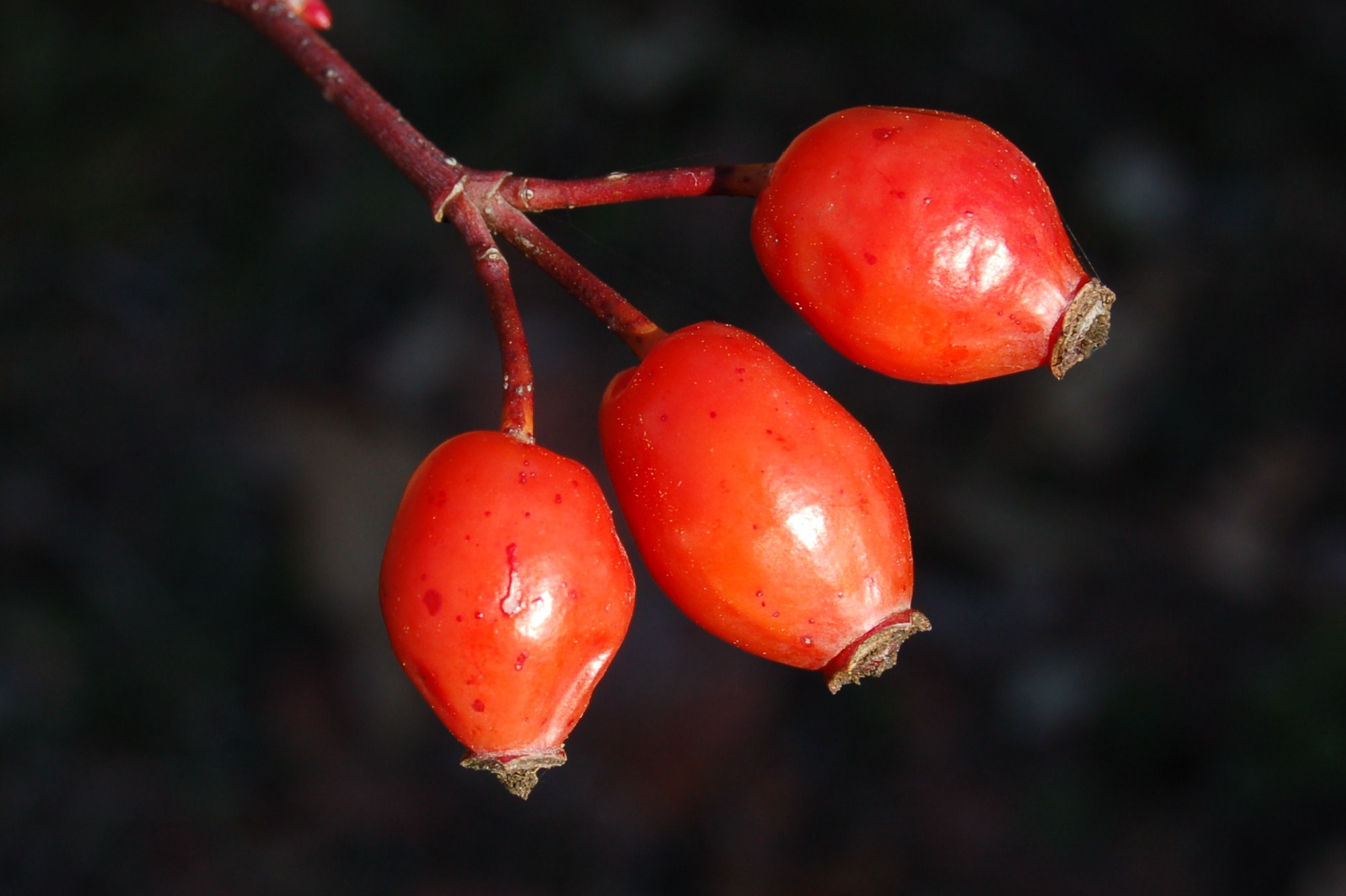 Accenno di primavera.